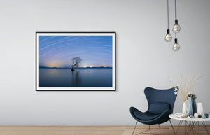 Taupo Tree Star Trails