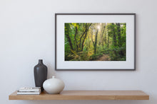 Load image into Gallery viewer, Waikato Fairytale Forest Light