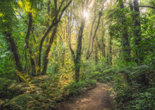 Load image into Gallery viewer, Waikato Fairytale Forest Light