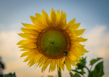 Load image into Gallery viewer, Sunflower Golden Hour