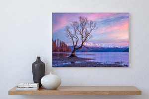 wanaka tree pink winter sunrise