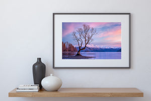 wanaka tree pink winter sunrise