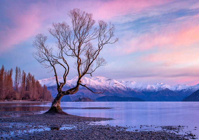 wanaka tree pink winter sunrise