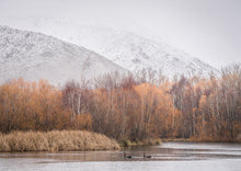 Load image into Gallery viewer, swans winter snow lake wairepo twizel