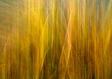 Load image into Gallery viewer, yellow orange grass abstract nz