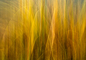 yellow orange grass abstract nz