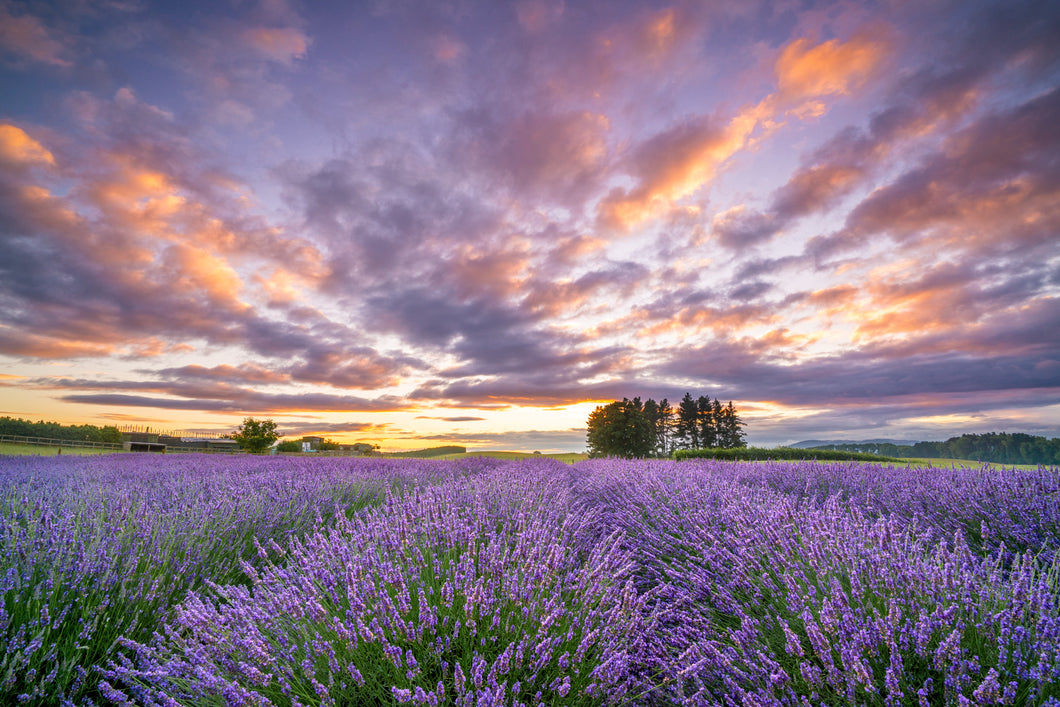 Lavender Field Purple Dawn