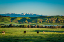Load image into Gallery viewer, Golden Wairarapa Fields