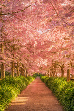 Load image into Gallery viewer, Cherry Blossom Golden Light