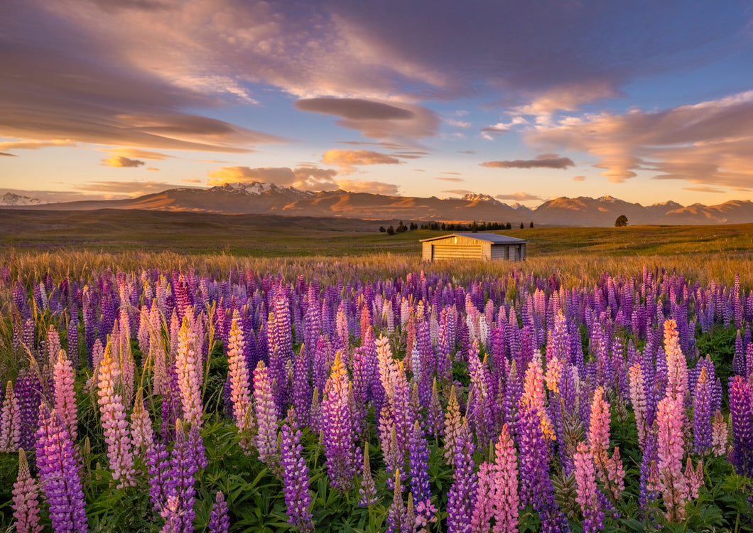 Lupins Golden Field Tekapo