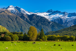 Classic NZ Matukituki Valley
