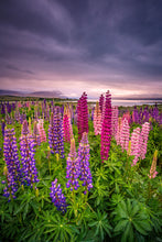Load image into Gallery viewer, Tekapo Lupins Quiet Sunrise