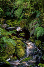 Load image into Gallery viewer, Lush West Coast Forest Ferns