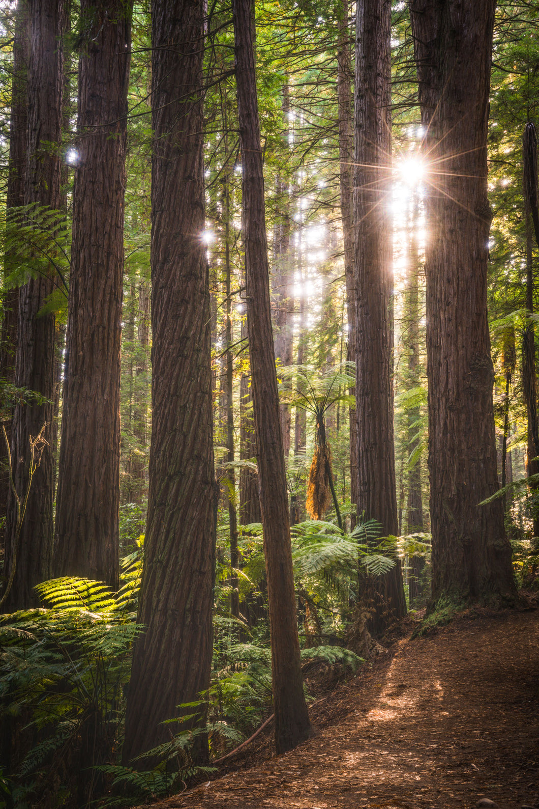 Redwood Forest Golden Light