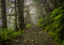 Load image into Gallery viewer, Routeburn Middle-earth Forest
