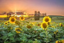 Load image into Gallery viewer, Sunflowers at Sunset