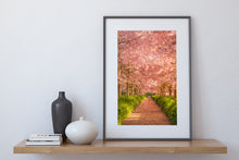 Load image into Gallery viewer, Cherry Blossom Golden Light
