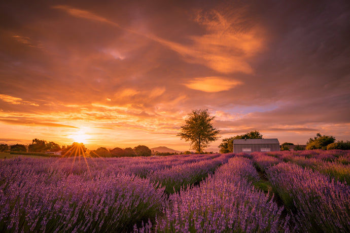 Lavender Field Sunset Glow