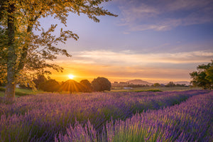 Lavender Farm Golden Sunset