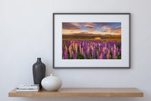 Load image into Gallery viewer, Lupins Golden Field Tekapo