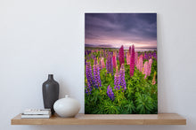 Load image into Gallery viewer, Tekapo Lupins Quiet Sunrise