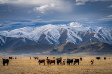 Load image into Gallery viewer, mackenzie country cattle mountains nz