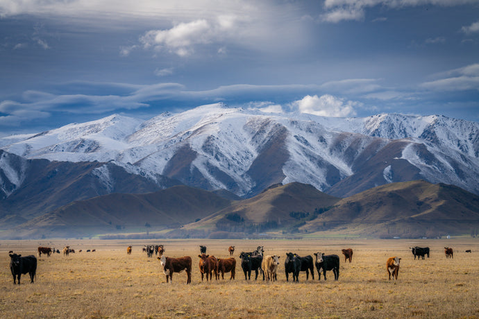 mackenzie country cattle mountains nz