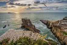 Load image into Gallery viewer, Muriwai Gannet Colony Sunset
