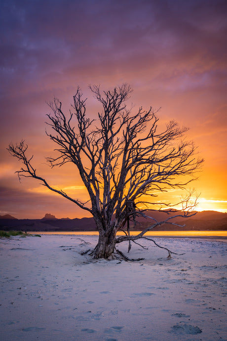 Coromandel Lone Tree Sunset