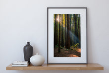Load image into Gallery viewer, Redwoods Ray of Hope