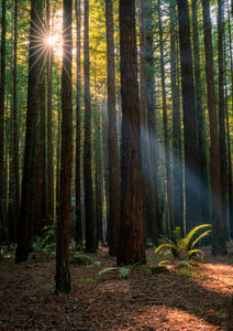 Redwoods Ray of Hope