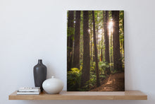 Load image into Gallery viewer, Redwood Forest Golden Light