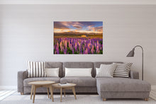 Load image into Gallery viewer, Lupins Golden Field Tekapo