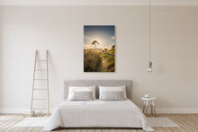 Load image into Gallery viewer, Coromandel Tree Golden Sunlight
